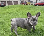 Small Photo #11 French Bulldog Puppy For Sale in PALATINE, IL, USA