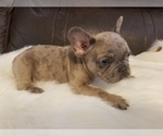 Small Photo #25 French Bulldog Puppy For Sale in BALDWIN PARK, CA, USA