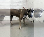 Small Great Dane Mix