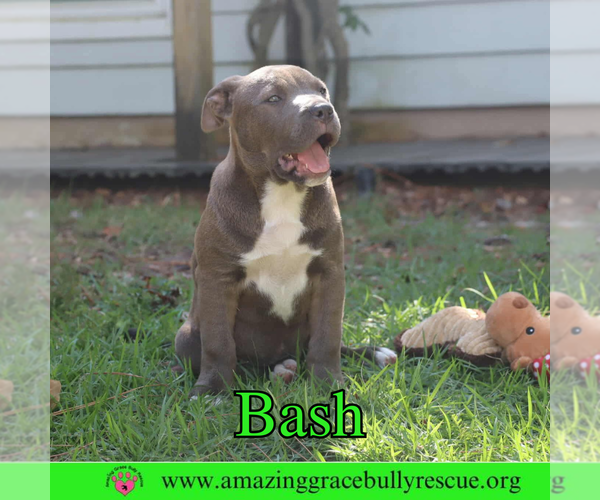 Medium Photo #3 American Pit Bull Terrier-Unknown Mix Puppy For Sale in Pensacola, FL, USA