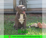 Small #2 American Pit Bull Terrier Mix