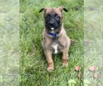 Small Photo #2 Malinois Puppy For Sale in AFTON, VA, USA