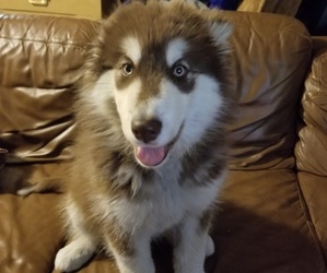 Mother of the Alaskan Malamute puppies born on 05/12/2025