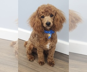 Father of the Cavapoo puppies born on 06/19/2025