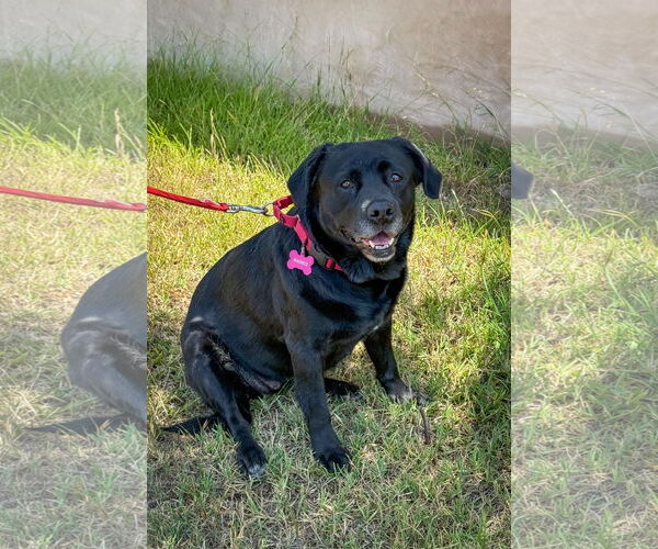 Medium Photo #2 Labrador Retriever-Unknown Mix Puppy For Sale in San Diego, CA, USA