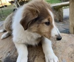 Small Photo #1 Collie Puppy For Sale in DURHAM, NC, USA