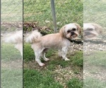 Small Photo #1 Shih Tzu Puppy For Sale in BEAVER, OH, USA
