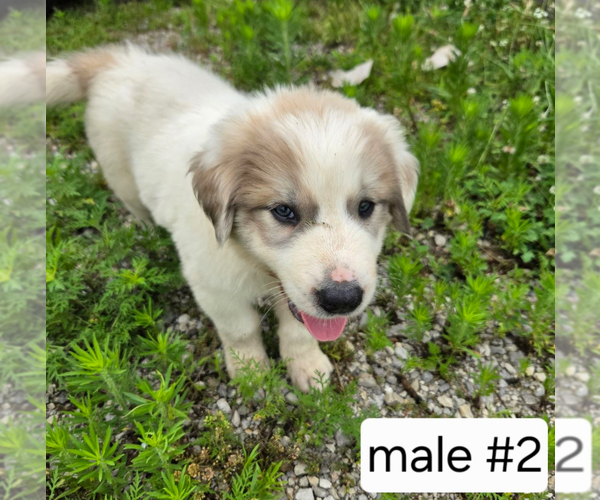 Medium Photo #5 Great Pyrenees Puppy For Sale in BOLIVAR, MO, USA