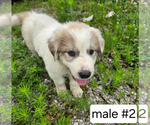 Small #4 Great Pyrenees
