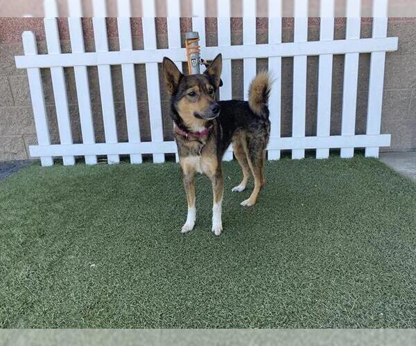 Medium Photo #1 Border Collie-Unknown Mix Puppy For Sale in Modesto, CA, USA