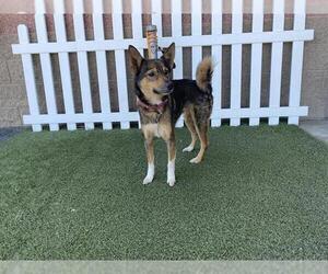 Border Collie-Unknown Mix Dogs for adoption in Modesto, CA, USA