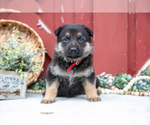 Small Photo #39 German Shepherd Dog Puppy For Sale in PARKESBURG, PA, USA