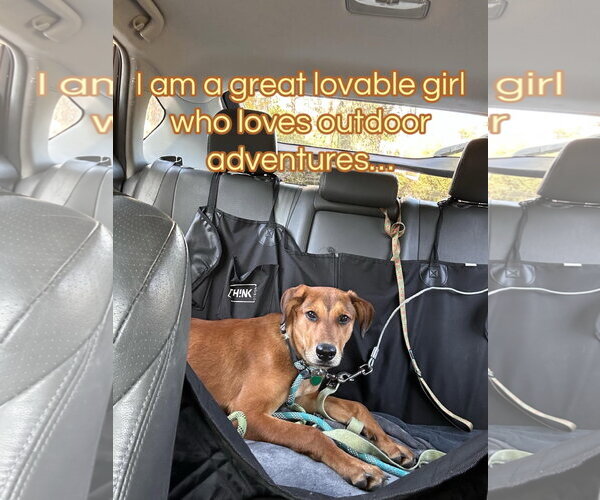 Medium Photo #4 Black Mouth Cur-Rhodesian Ridgeback Mix Puppy For Sale in Lake Elsinore, CA, USA