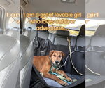 Small #3 Black Mouth Cur-Rhodesian Ridgeback Mix