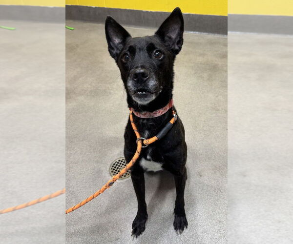 Medium Photo #3 Labrador Retriever-Unknown Mix Puppy For Sale in Greenbelt, MD, USA