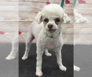 Poodle (Toy) Dogs for adoption in Westminster, MD, USA
