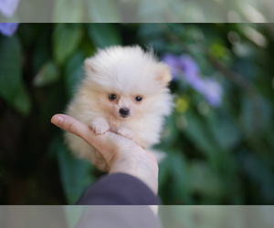 Pomeranian Puppy for sale in MIAMI, FL, USA