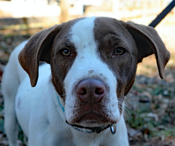 Medium Photo #1 Pointer-Unknown Mix Puppy For Sale in Decatur, GA, USA