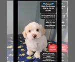 Image preview for Ad Listing. Nickname: Ulysses