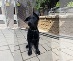 Small Photo #4 Belgian Malinois Puppy For Sale in JEROME, ID, USA