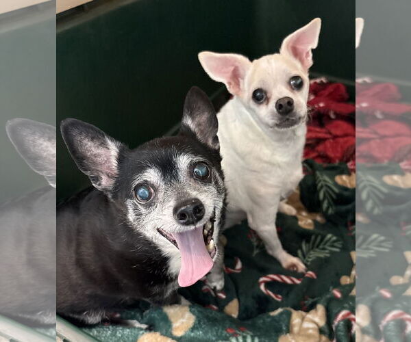 Medium Photo #1 Chihuahua-Unknown Mix Puppy For Sale in Clarkston, MI, USA