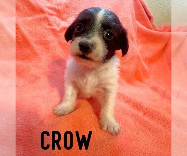 Medium Photo #1 Shih Tzu-Unknown Mix Puppy For Sale in Newfield, NJ, USA