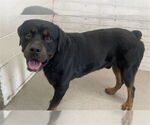 Small Rottweiler