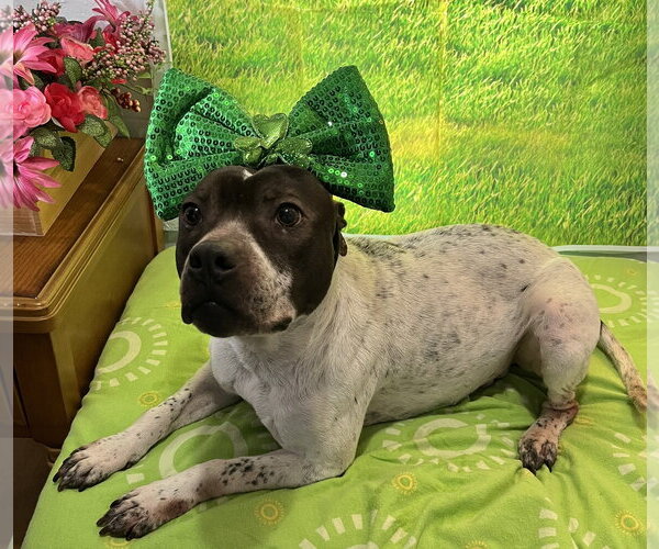 Medium Photo #4 Mutt Puppy For Sale in Sistersville, WV, USA