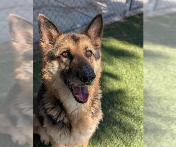 Medium Photo #2 German Shepherd Dog Puppy For Sale in Downey, CA, USA