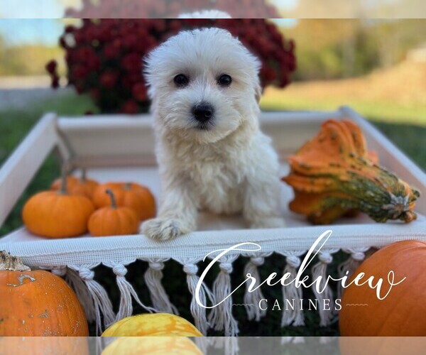 Medium Photo #1 Havachon Puppy For Sale in NIANGUA, MO, USA