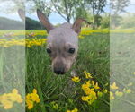 Small #1 American Hairless Terrier