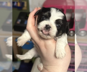 ShihPoo Puppy for sale in WOODLEAF, NC, USA