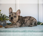 Small #2 French Bulldog
