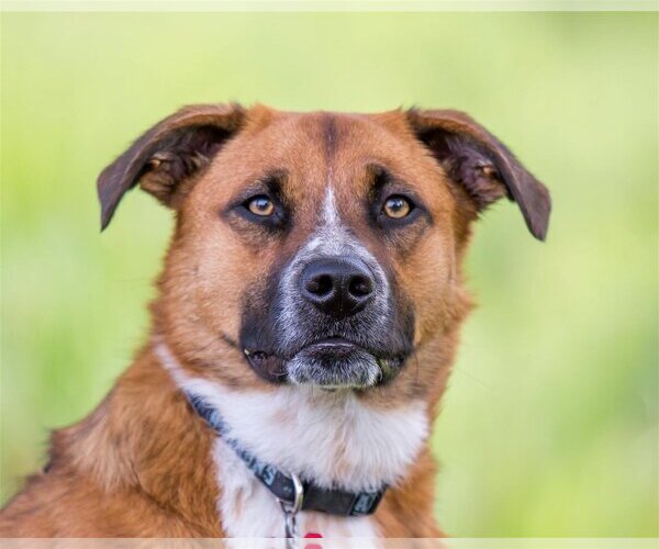 Medium Photo #2 Mutt Puppy For Sale in Farmington, MN, USA