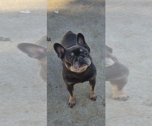Father of the French Bulldog puppies born on 04/28/2025