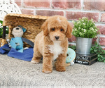 Small #5 Poodle (Miniature)