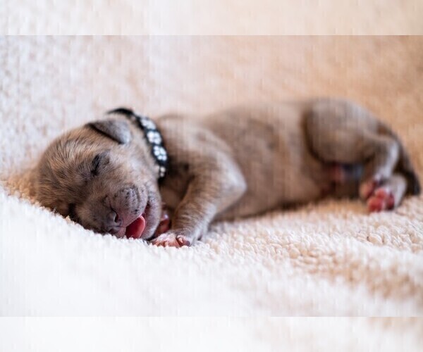 Medium Photo #1 Great Dane Puppy For Sale in KANAB, UT, USA