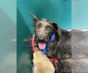 Mutt Dogs for adoption in Chula Vista, CA, USA