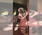 Small Photo #21 English Shepherd Puppy For Sale in NEW CASTLE, IN, USA
