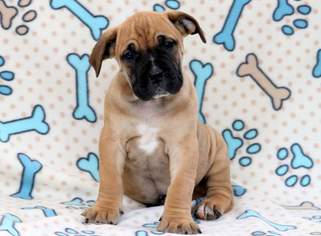Boerboel Puppy for sale in MOUNT JOY, PA, USA