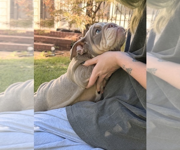 Medium Photo #6 Bulldog Puppy For Sale in MERCED, CA, USA