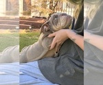 Litter of 4 - Male(s) and Female(s) BulldogLitter of Puppies for Sale - Photo #6