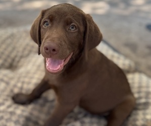 Labrador Retriever Puppy for sale in AUSTIN, TX, USA