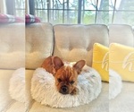 Image preview for Ad Listing. Nickname: Joey