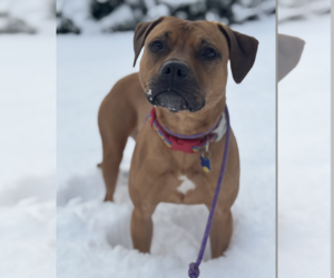 Josie - Female Labrador Retriever-Staffordshire Bull Terrier Mix Dog for Adoption - Photo #3