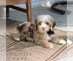 Small #3 Bernedoodle (Miniature)