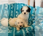 Small Photo #6 Miniature Bernedoodle Puppy For Sale in LEETONIA, OH, USA