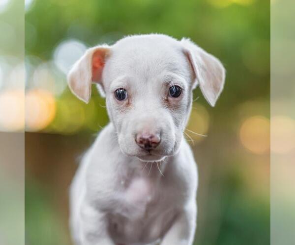 Medium Photo #1 Poodle (Miniature)-Unknown Mix Puppy For Sale in San Diego, CA, USA