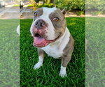 Small #6 American Staffordshire Terrier Mix