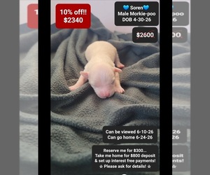 Morkie Poo (Toy) Puppy for sale in TUCSON, AZ, USA